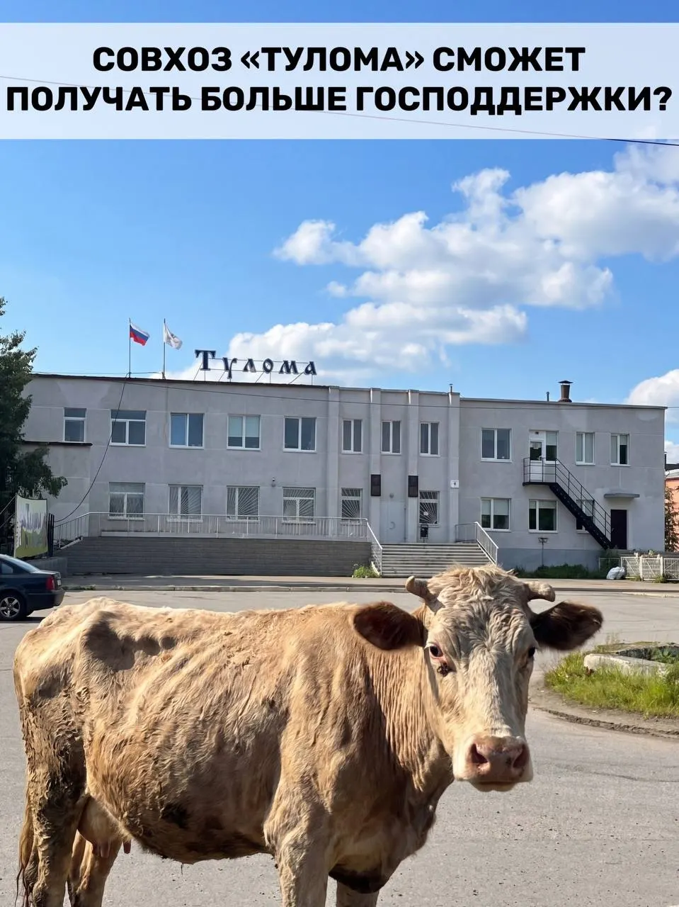 Правила федеральной поддержки молочного животноводства расширили: субсидии теперь могут получить хозяйства с долей государства или муниципалитета свыше 25%. Для Мурманской области это важно, но работники совхоза «Тулома» заявляют о критической ситуации — успеет ли помощь прийти вовремя?