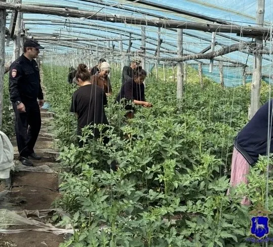 В тепличном комплексе Кинельского района проверили более 30 человек: 24 работника оказались без разрешений. На каждого составлен протокол, полиции предстоит установить лицо, их нанявшее.