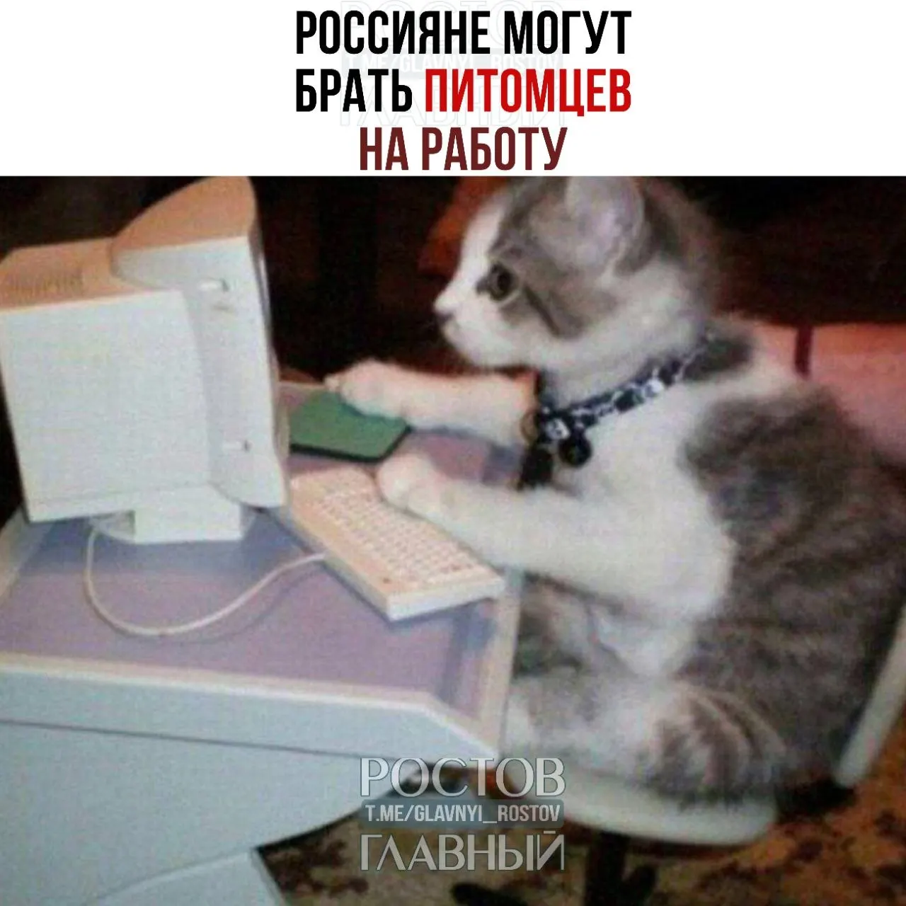 Привести питомца в офис можно, но для этого требуется письменное разрешение руководства. В Трудовом кодексе нет прямого запрета на конкретных животных — важно соблюдать безопасность и права всех сотрудников.